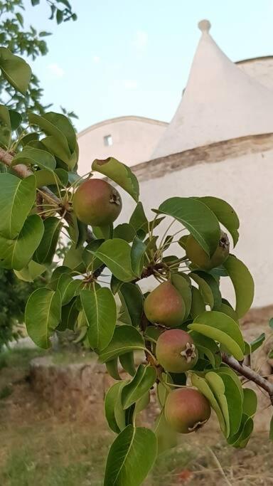 Podere Del Gelso Bianco, Vacation Rental Ostuni Dış mekan fotoğraf